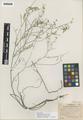 Astragalus solitarius M. Peck