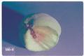 Anarsia lineatella (Peach twig borer)