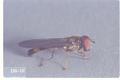 Melanostoma angustatum (Flower fly)