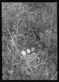 China pheasant nest