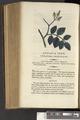 A New Family Herbal or Familiar Account of the Medical Properties of British and Foreign plants also their uses in Dying and the Various Arts arranged according to the Linnaean System [p474]