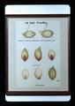 Illustration of tetrazolium test on Timothy grass seed, 1974