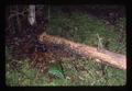 Fallen Douglas fir chewed by beavers in Starker Forest, Corvallis, Oregon, May 1978