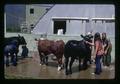 Kids washing cows before judging, Jefferson County Fair, Madras, Oregon, August 1972