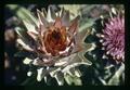 Closeup of artichoke flowers, Oregon State University, Corvallis, Oregon, July 1971