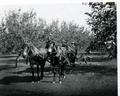 Four-mule team on harrow in an orchard, Hillcrest Orchard, near Medford, Oregon