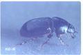 Aphodius granarius (Dung beetle)