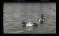 Greater scaups