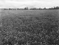 View of an Alsike clover field