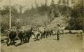 Oxen used for logging