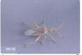 Harmostes reflexulus (Reflex plant bug)