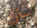 Acarospora oreophila