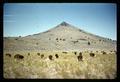 Cattle at Squaw Butte Range and Livestock Experiment Station, Burns, Oregon, 1966