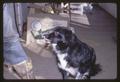 Petunia the dog licking her own nose, Oregon, circa 1965