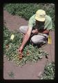 Jim Baggett with T5-4-2-1 tomatoes, Oregon, 1977