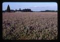 Red Clover seed field, Oregon, 1979