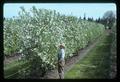 Technician with apple hedgerows, Corvallis, Oregon, 1975