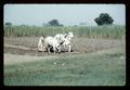 Farmer plowing with bullocks, India, October 1960