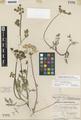 Cogswellia utriculata Torr. & A. Gray var. papillata Hend.