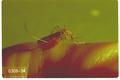 Culex pipiens (Northern house mosquito)