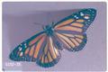 Danaus plexippus (Monarch butterfly)