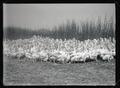 Pelican colony