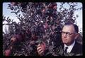 Director G. Burton Wood examining Red Delicious apples at Lewis Brown farm, 1966
