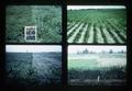 Composite image of four agricultural experiment plots, 1981