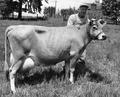 Mr. Vick Forester, with Jersey cow, Sherwood, Oregon