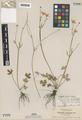 Ranunculus occidentalis Nutt. var. laevicaulis Suksd.