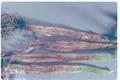 Delia platura (Seedcorn maggot)