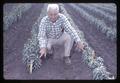 Walter Bornhoff in a field of Easter lilies, Brookings, Oregon, circa 1965