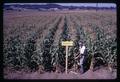 Larry Boersma standing in unheated soybean field, Oregon State University, Corvallis, Oregon, circa 1969