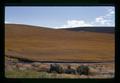 Ripening wheat on Kaseberg ranch, Sherman County, Oregon, 1974