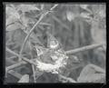 Rufous hummingbirds in nest