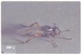 Bibio xanthopus (March fly)