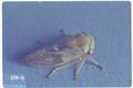 Idiocerus decimusquartus (Leafhopper)