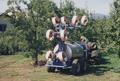 Spraying orchards