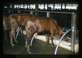 Dairy cattle, Thailand, 1979