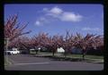 Kwanzan flowering cherry trees, Corvallis, Oregon, 1974