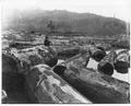 Spruce logs in Depot Slough near Toledo