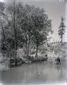 Trees on a riverbank