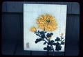whole chrysanthemum 1979