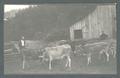 Cows in front of a barn, circa 1910