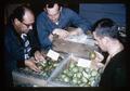 Dr. Norman D. Dobie, Walt Mellenthin, and colleague evaluating fruit rot fungicides on pears at Mid-Columbia Agricultural Experiment Station, 1965