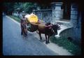 Man transporting kerosene with cow-drawn cart, Sri Lanka, circa 1960