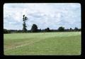 Fox in field near Lewisburg, Oregon, June 1973