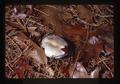 Toadstool, Oregon, 1975