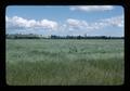 Ryegrass seed field, Polk County, Oregon, 1976