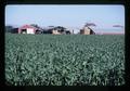 Corn field and farmstead south of Monroe, Oregon, July 1981